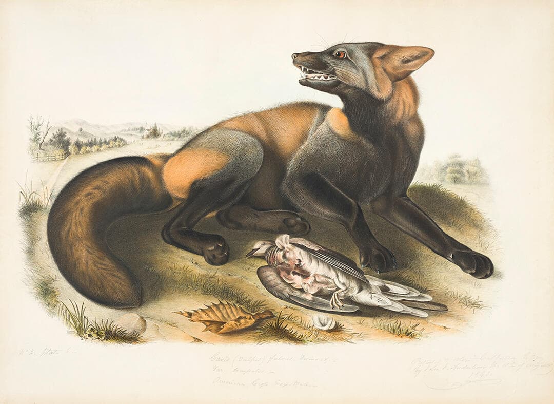 American Cross Fox