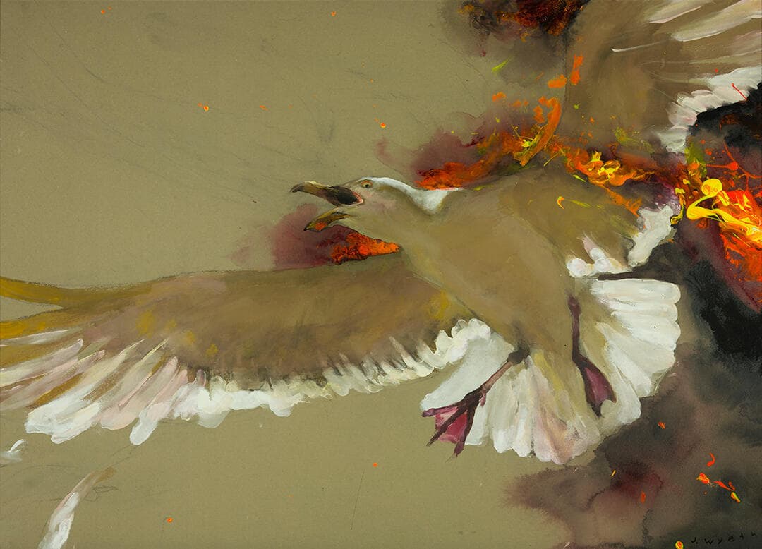 Carney Gull #2