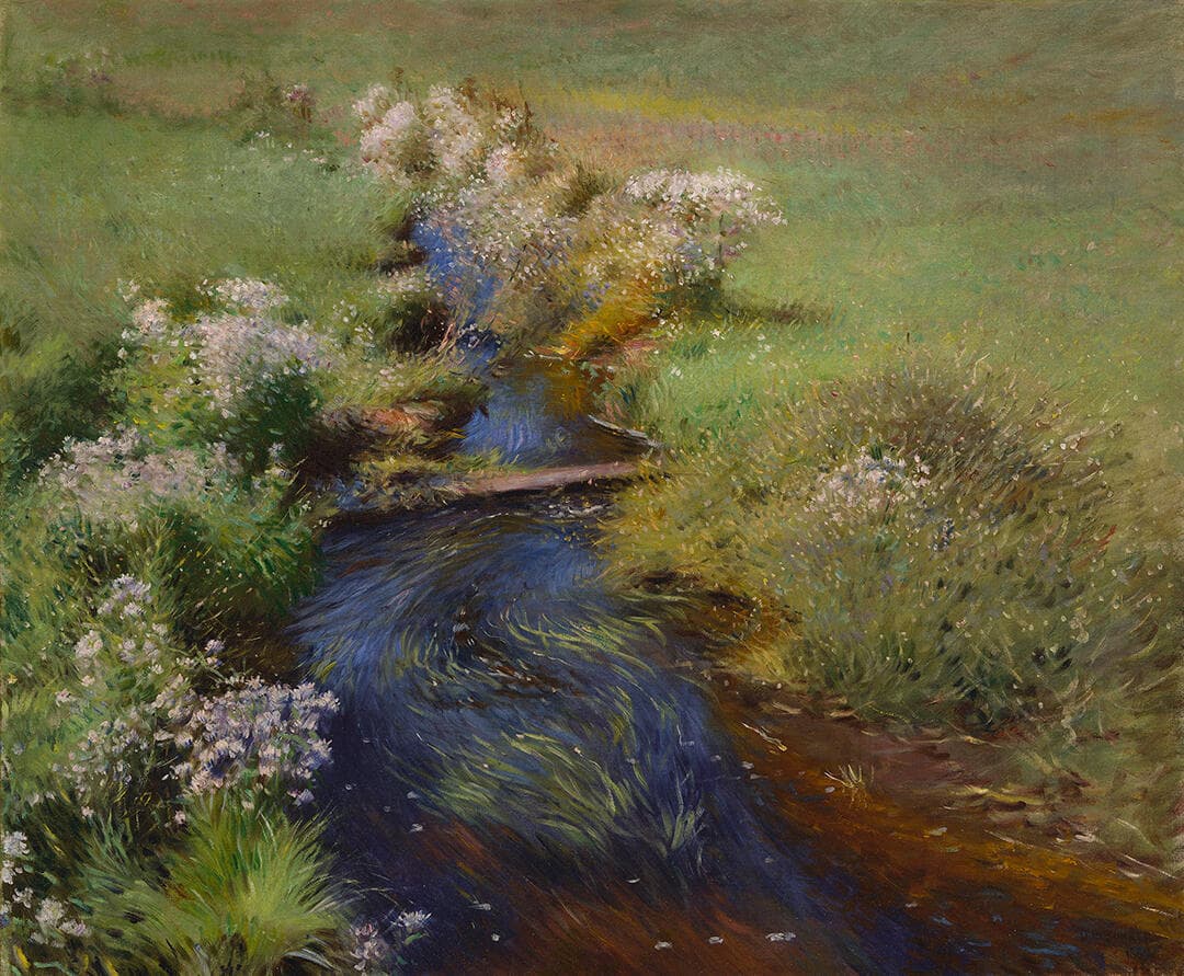 Wild Asters