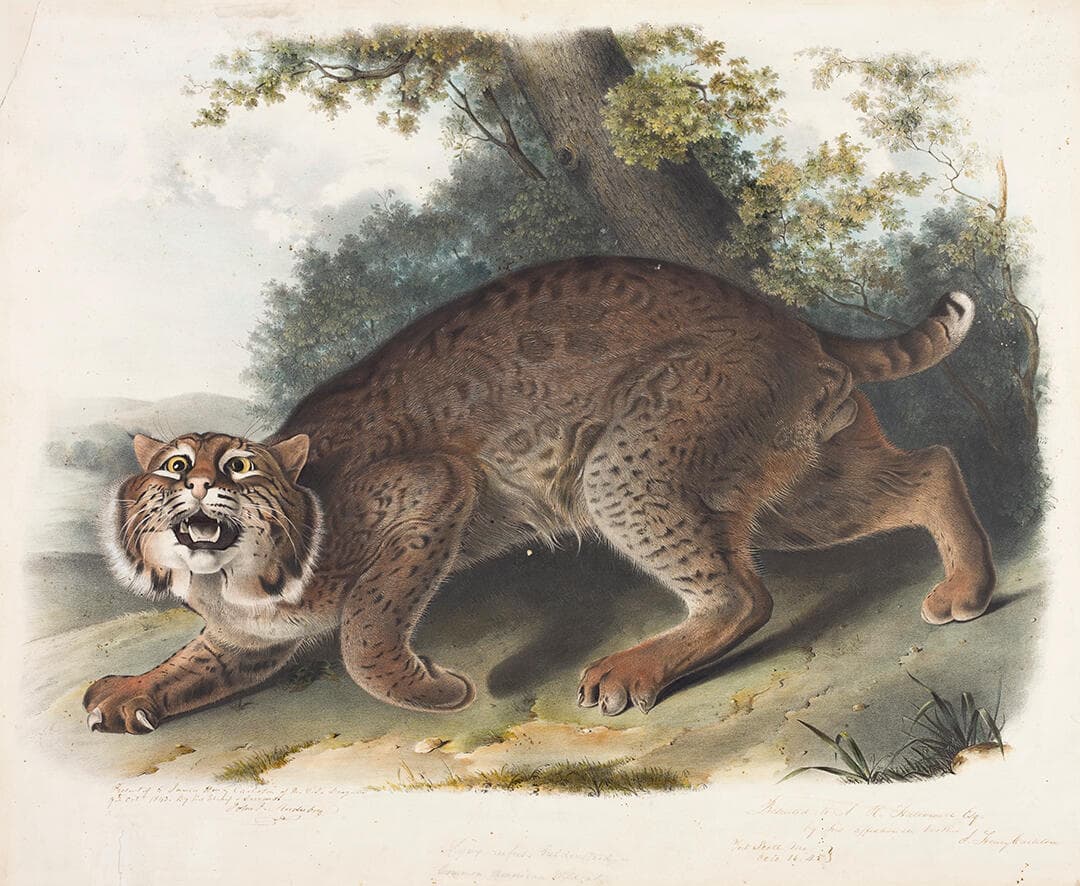 Wild Cat