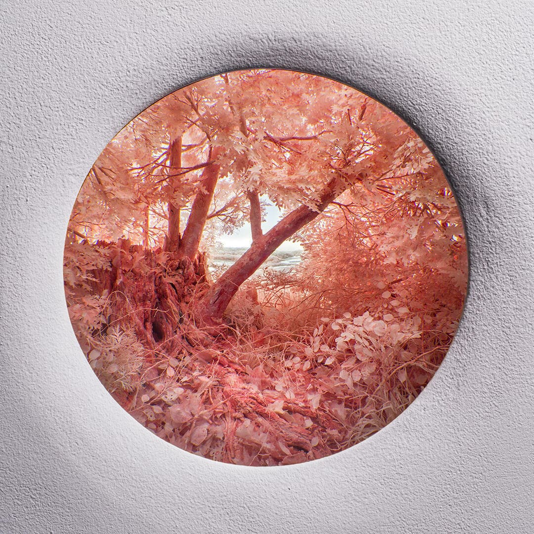 Pink Forest with Stump