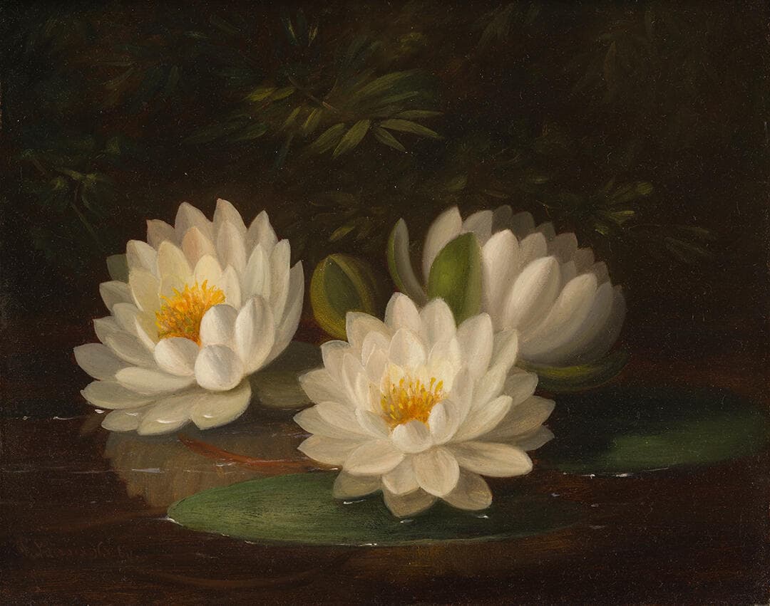 Water Lilies
