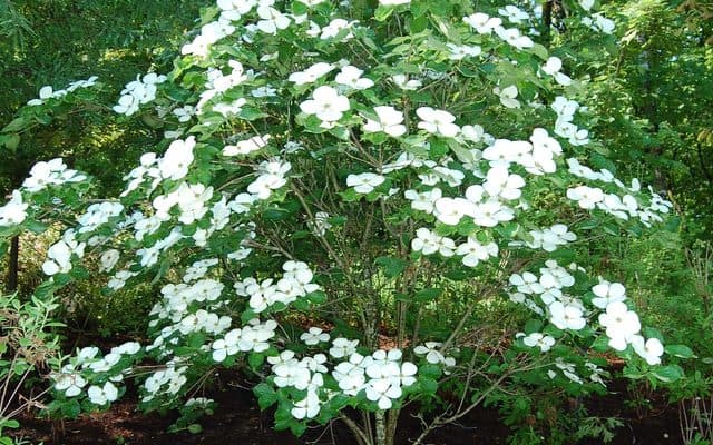 Venus Dogwood