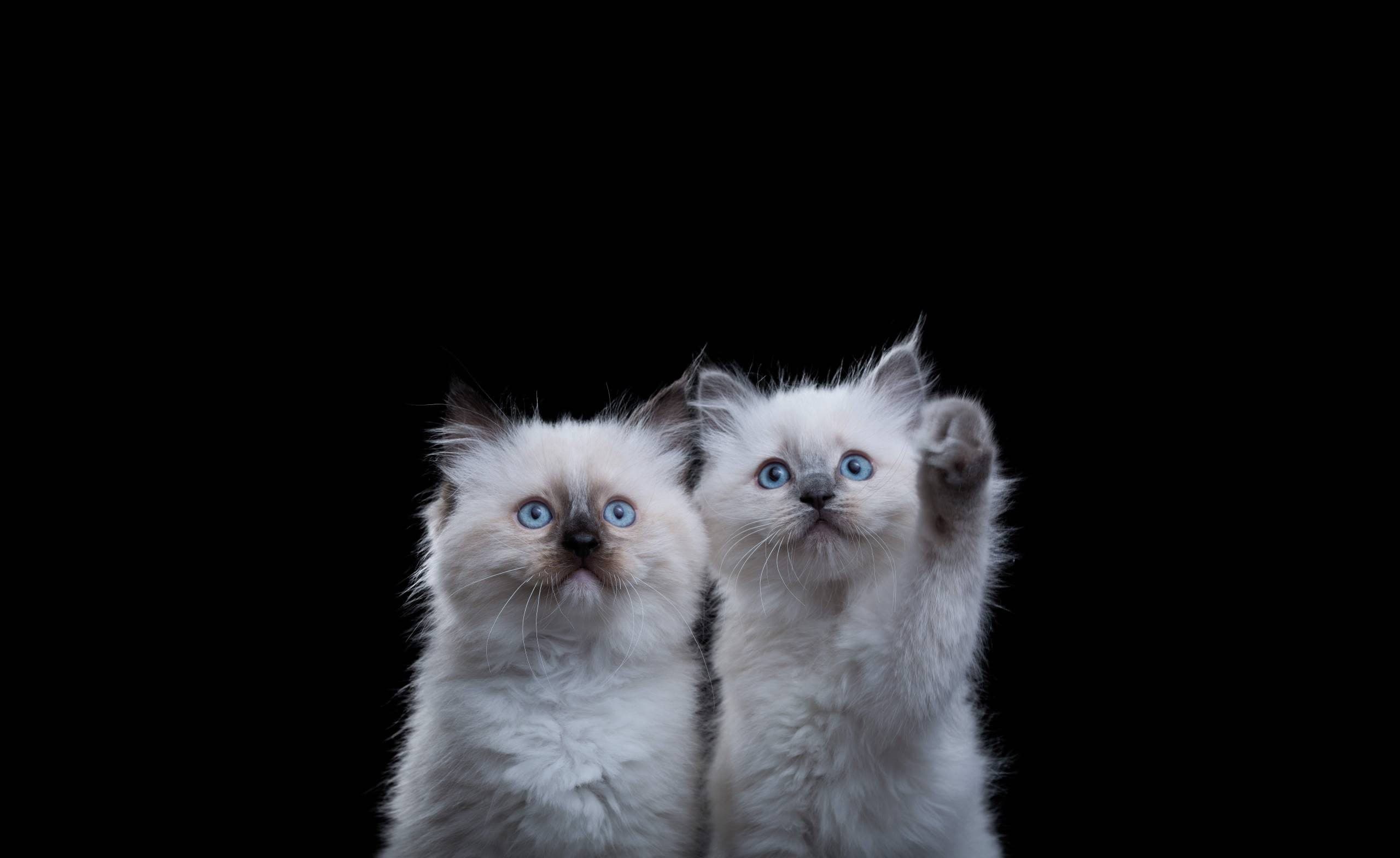 Fluffy kittens with blue eyes on black background, one raising a paw.